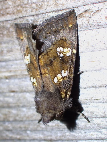 Meadow Rue Borer Moth