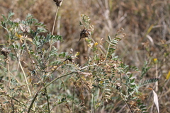 Astragalus varius