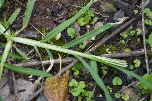 Goose Grass