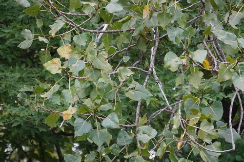 Eastern Cottonwood
