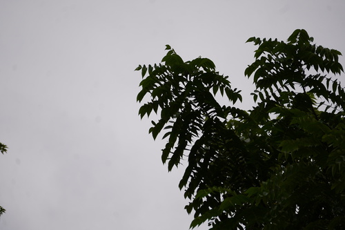 eastern black walnut