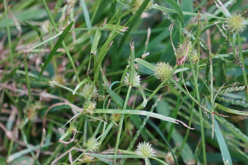 Asiatic Greenhead Sedge
