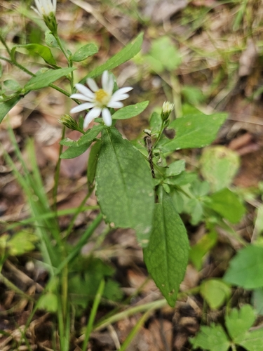 whorled wood aster