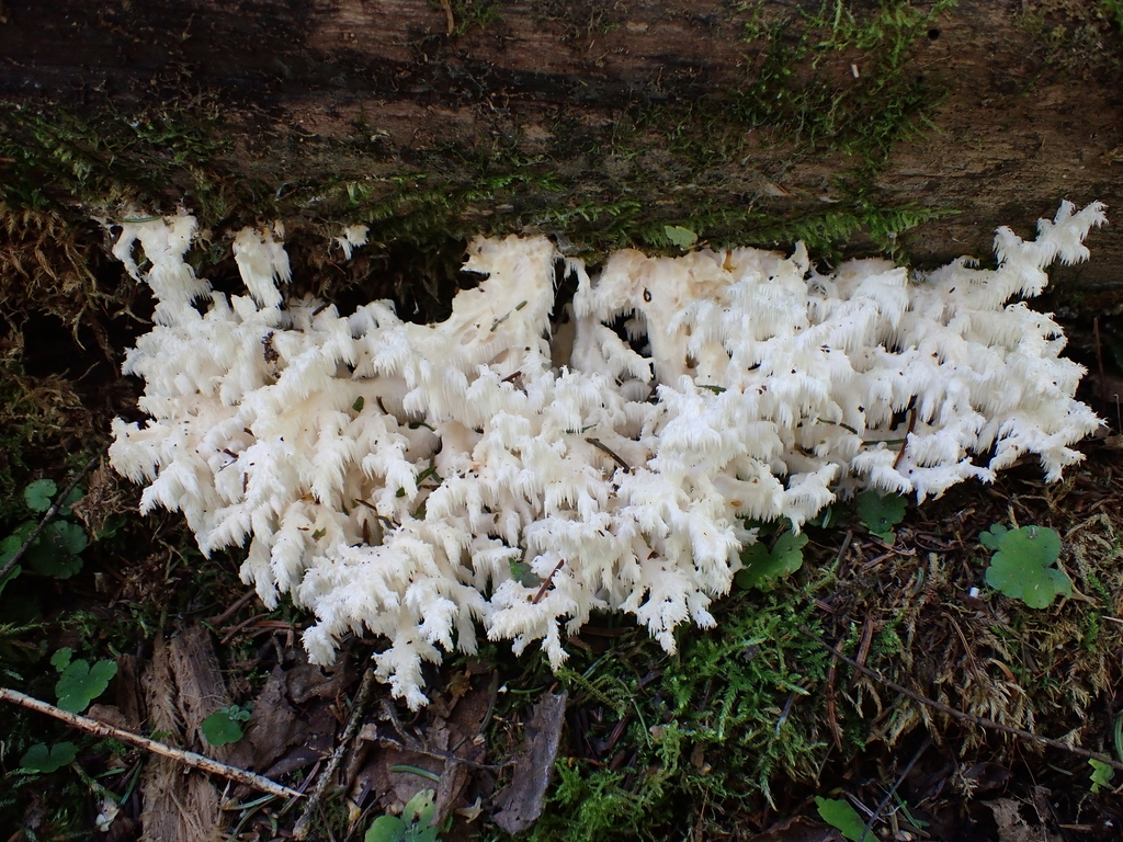 Coral tooth fungus · September 2026 · photo: Photo: no rights reserved · iNaturalist