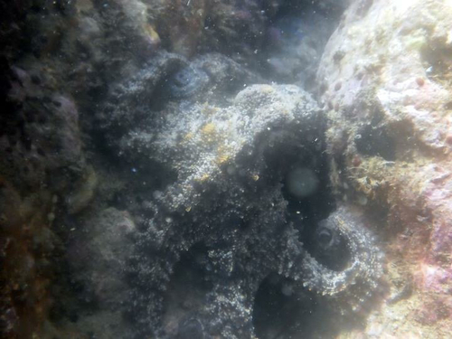 Octopodidae