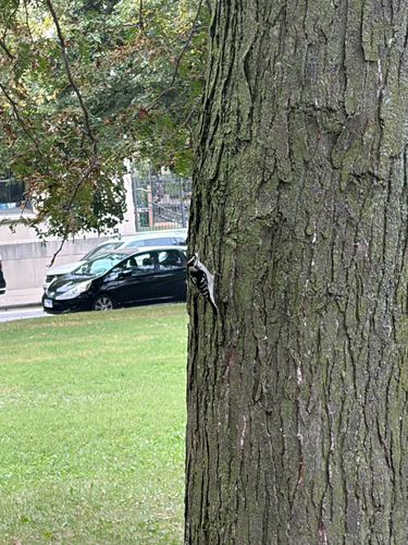 Downy Woodpecker