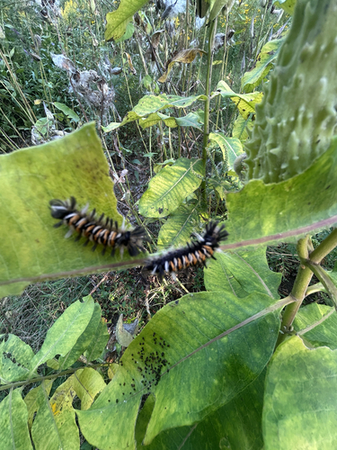 Milkweed Tussock Moth