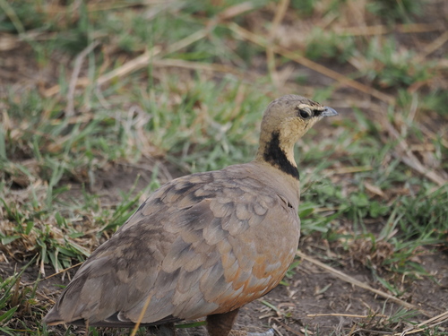 Yellow-throated Sandgrouse