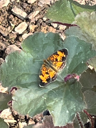 Pearl Crescent
