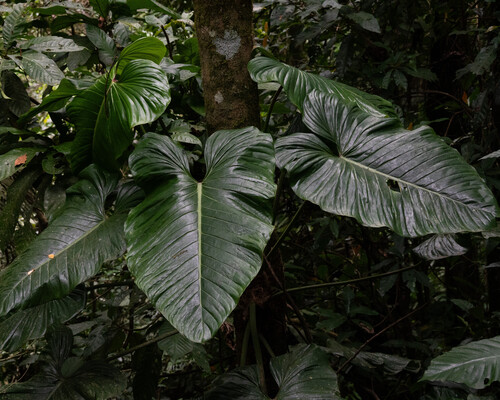 Philodendron ornatum, photograph 1