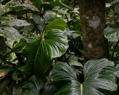 Philodendron ornatum