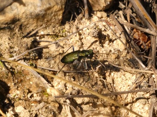 Boreal Long-lipped Tiger Beetle