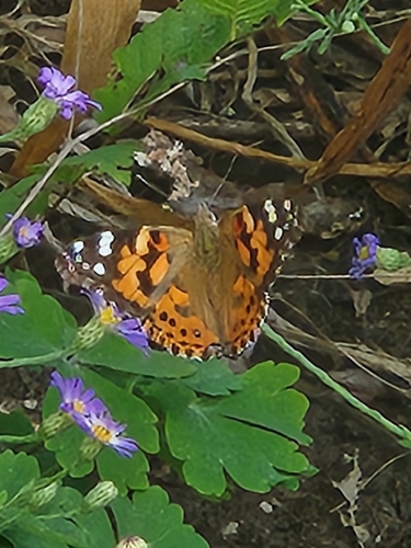 Painted Lady