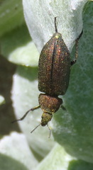 Melyris viridis