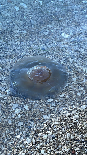 Fried Egg Jelly