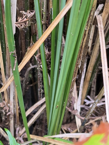 Carex obnupta, photograph 4