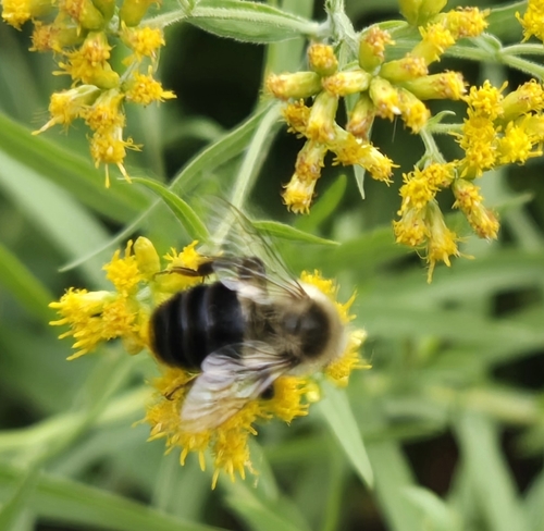 Common Eastern Bumble Bee
