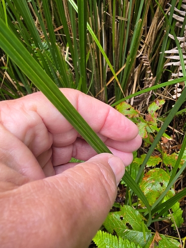 Carex obnupta, photograph 5