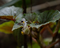 Begonia hirtella, photograph author not stated, no rights reserved
