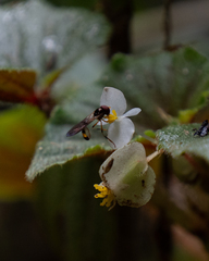 Begonia hirtella, photograph author not stated, no rights reserved