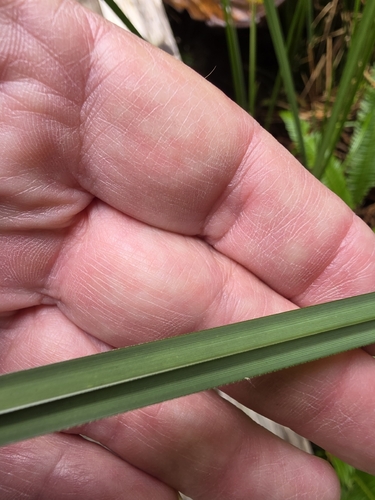 Carex obnupta, photograph 6