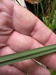 Carex obnupta, photograph author not stated, no rights reserved