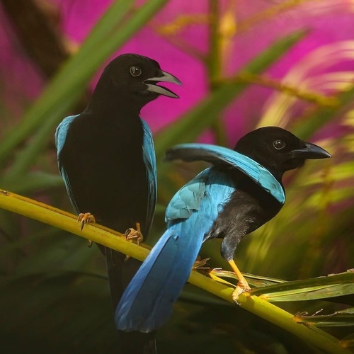 Yucatan Jay