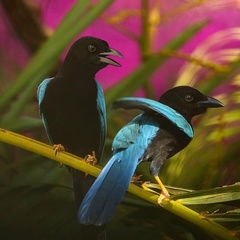 Yucatan Jay photo 3