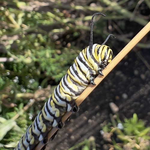 Monarch