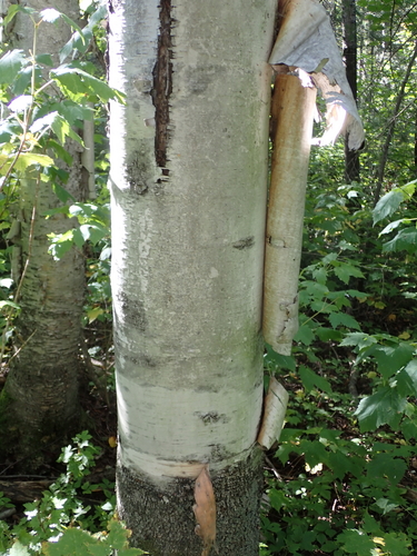 paper birch
