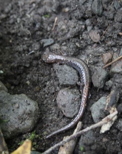 Eastern Red-backed Salamander