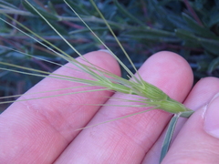 Aegilops biuncialis