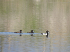 Aythya fuligula