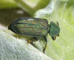 Melyris viridis