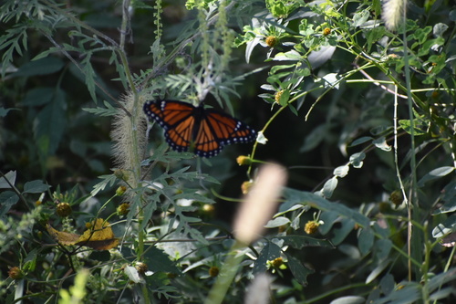 Viceroy