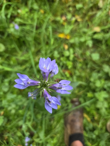 great blue lobelia