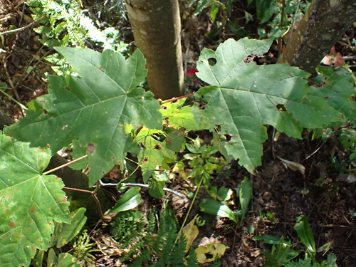 red maple