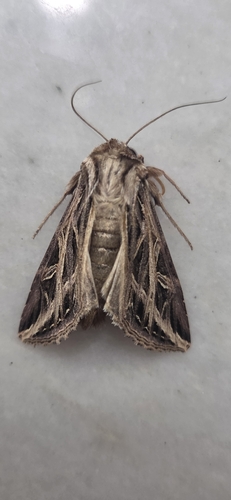 Girdler Moth
