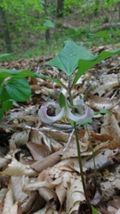 Trillium catesbaei
