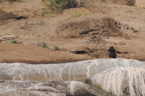 Hooded Vulture
