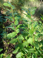 Salix discolor, photograph author not stated, no rights reserved