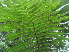 Cyathea spectabilis