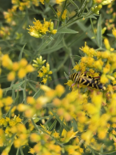 Locust Borer