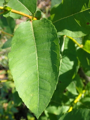 Salix discolor, photograph author not stated, no rights reserved