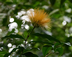Stifftia chrysantha