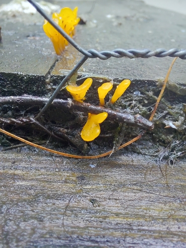 Fan-shaped Jelly Fungus