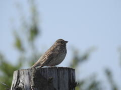 Emberiza calandra