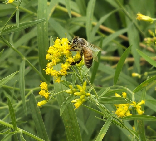 Western Honey Bee