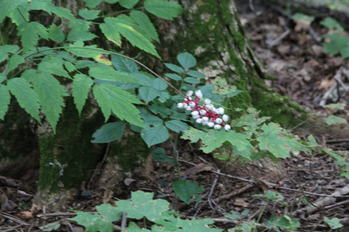white baneberry