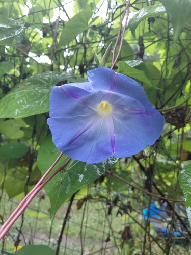 Garden Morning Glory